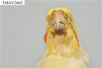 玄鳳鸚鵡藏品圖，第9張